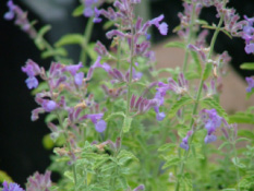 Nepeta x faassenii Kattekruid bestellen